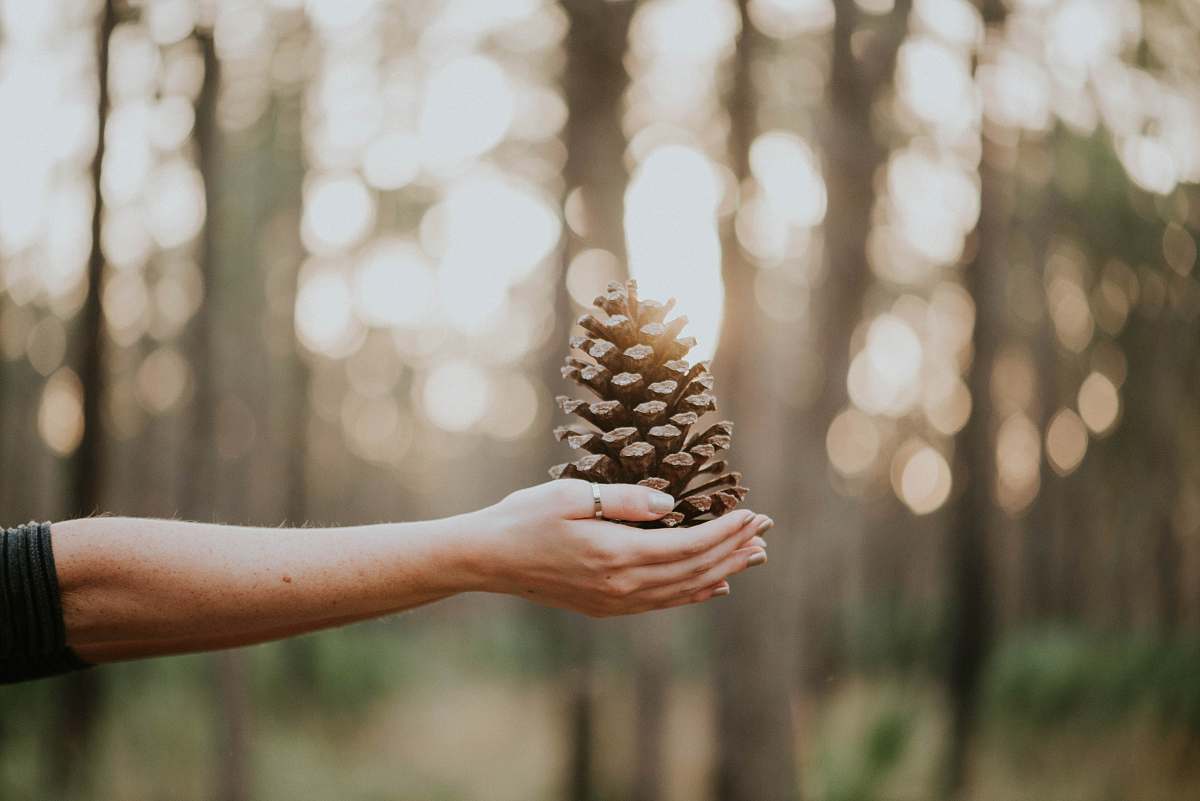 fall wallpapers person with pine cone on hand fall backgrounds